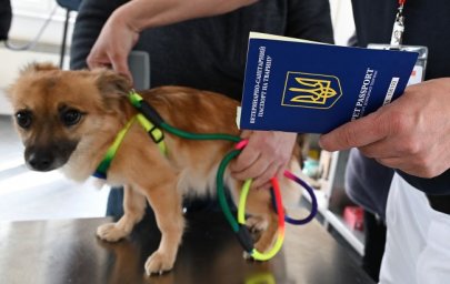 In Kyiv, they are testing a search service for overexposure for animals: how to use it