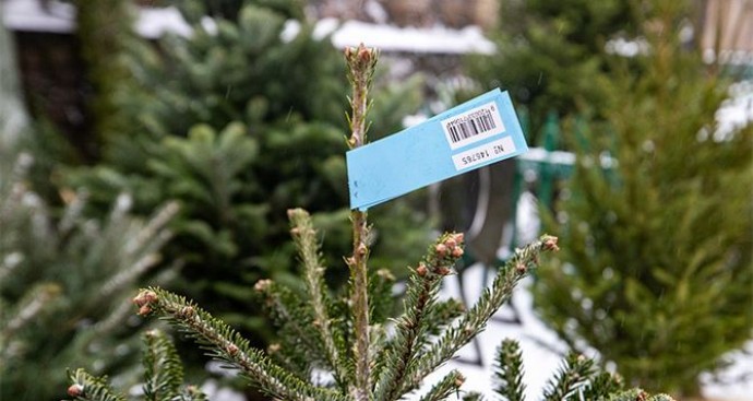 150 legal Christmas tree fairs will operate in the capital until December 31 (+list of locations)